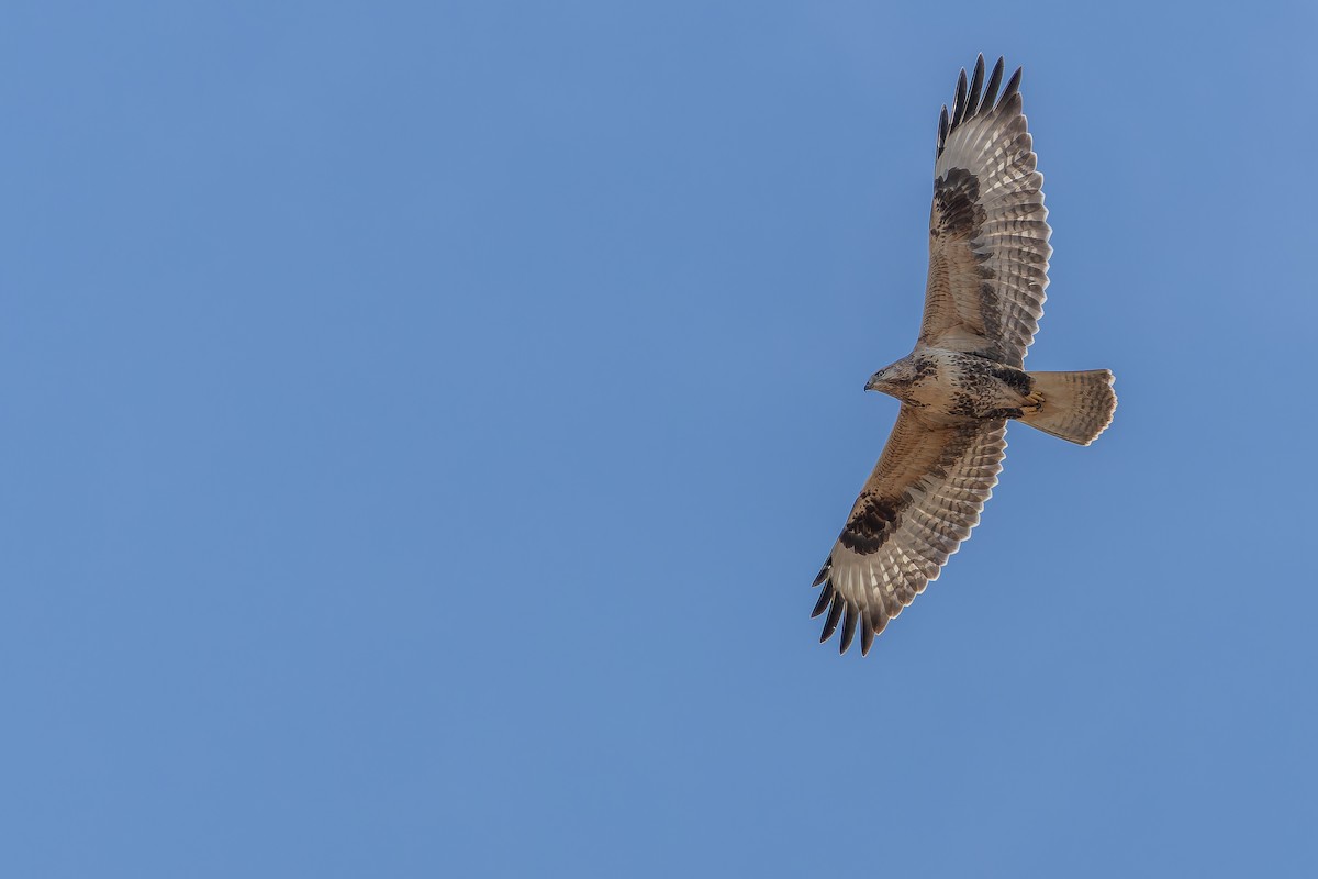 Busardo Mongol - ML644834949