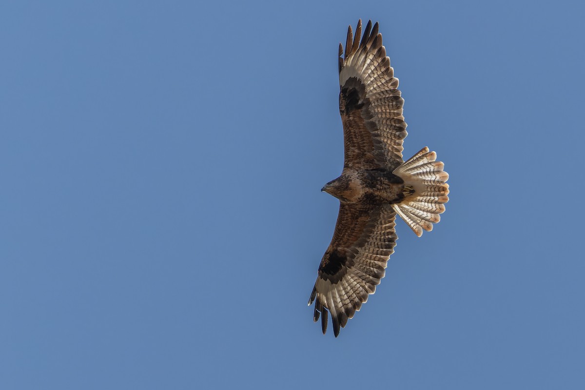 Busardo Mongol - ML644834950