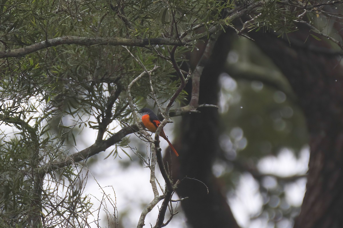 Gray-chinned Minivet (Gray-chinned) - ML644834977