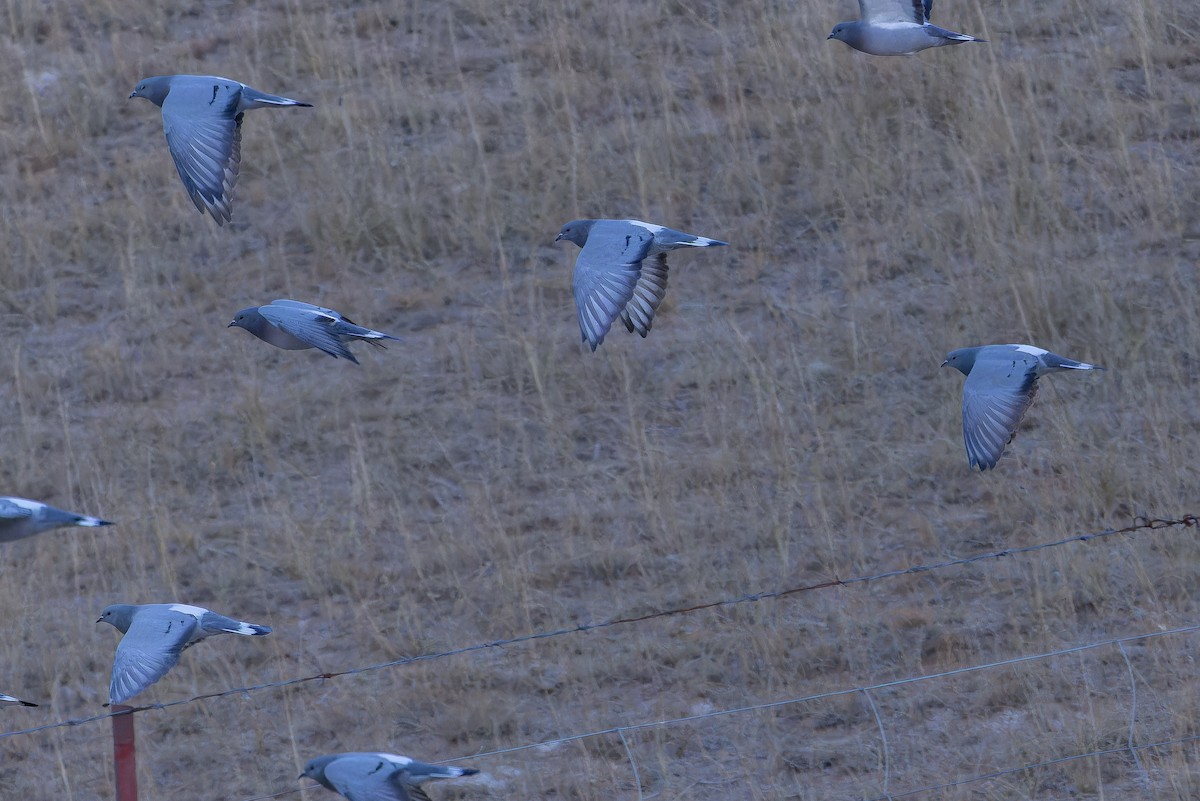 Hill Pigeon - ML644834990