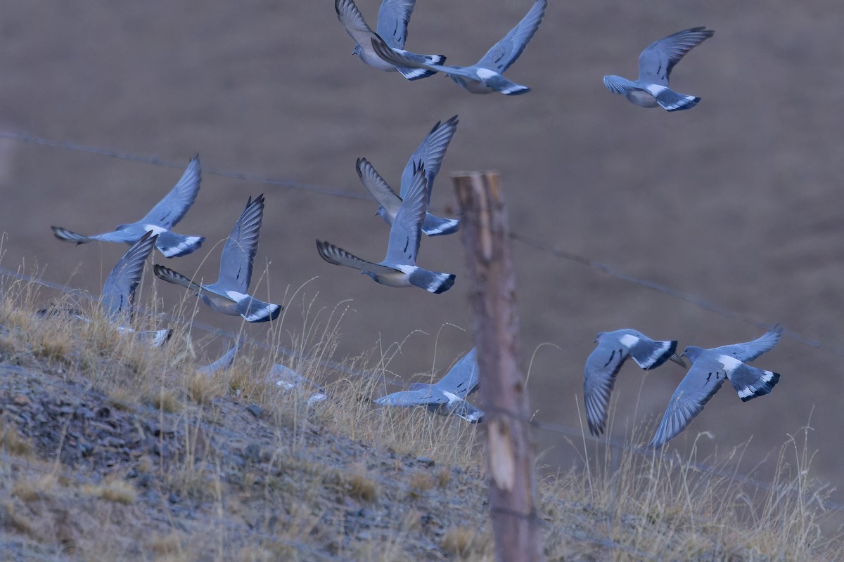 Hill Pigeon - ML644834991