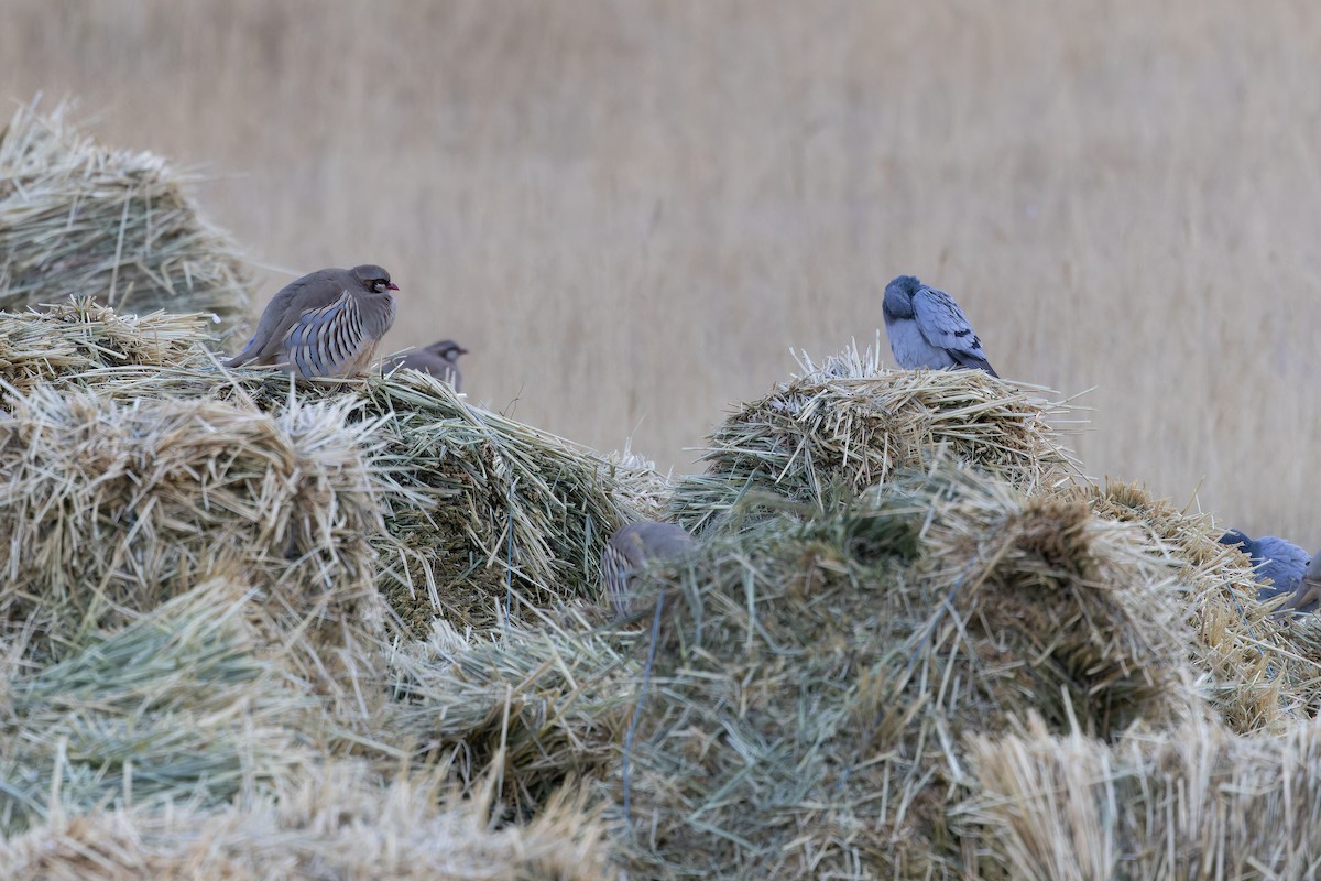 Hill Pigeon - ML644834992