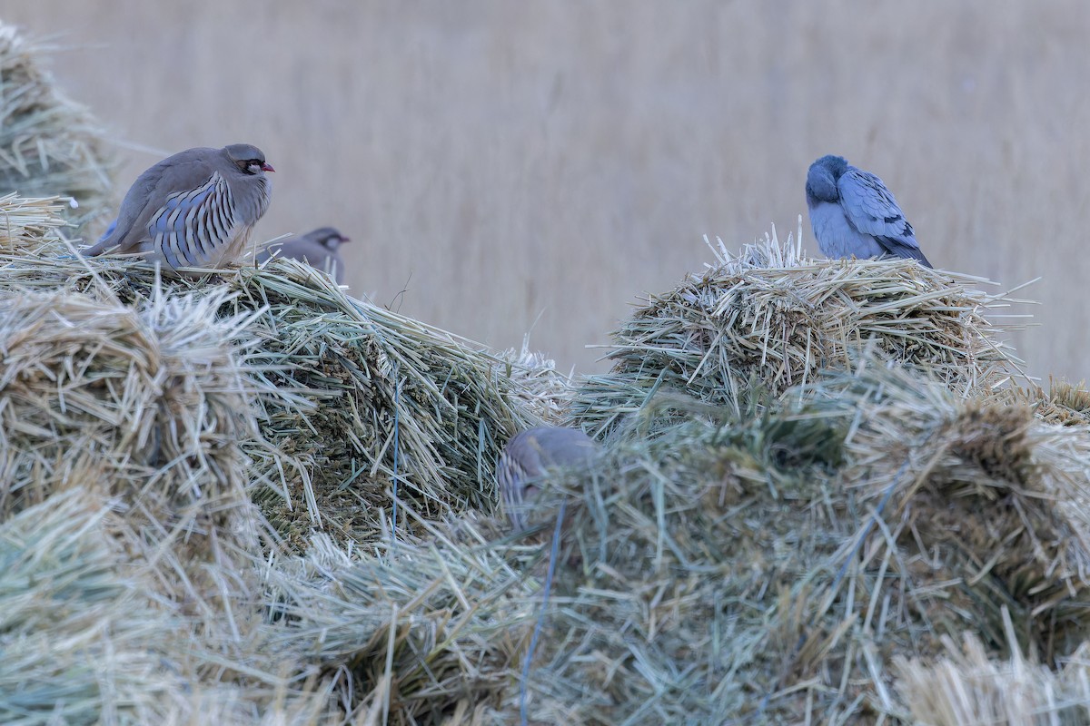 Hill Pigeon - ML644834993