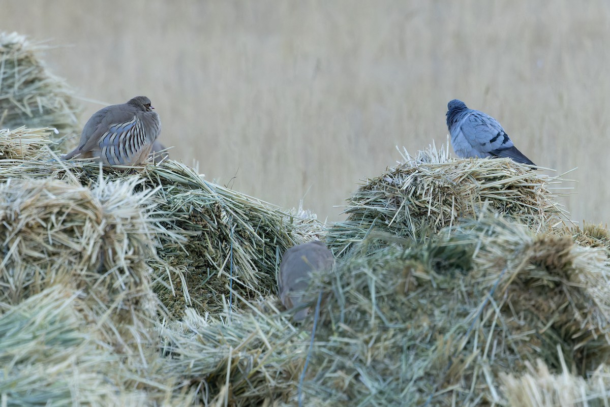 Hill Pigeon - ML644834994