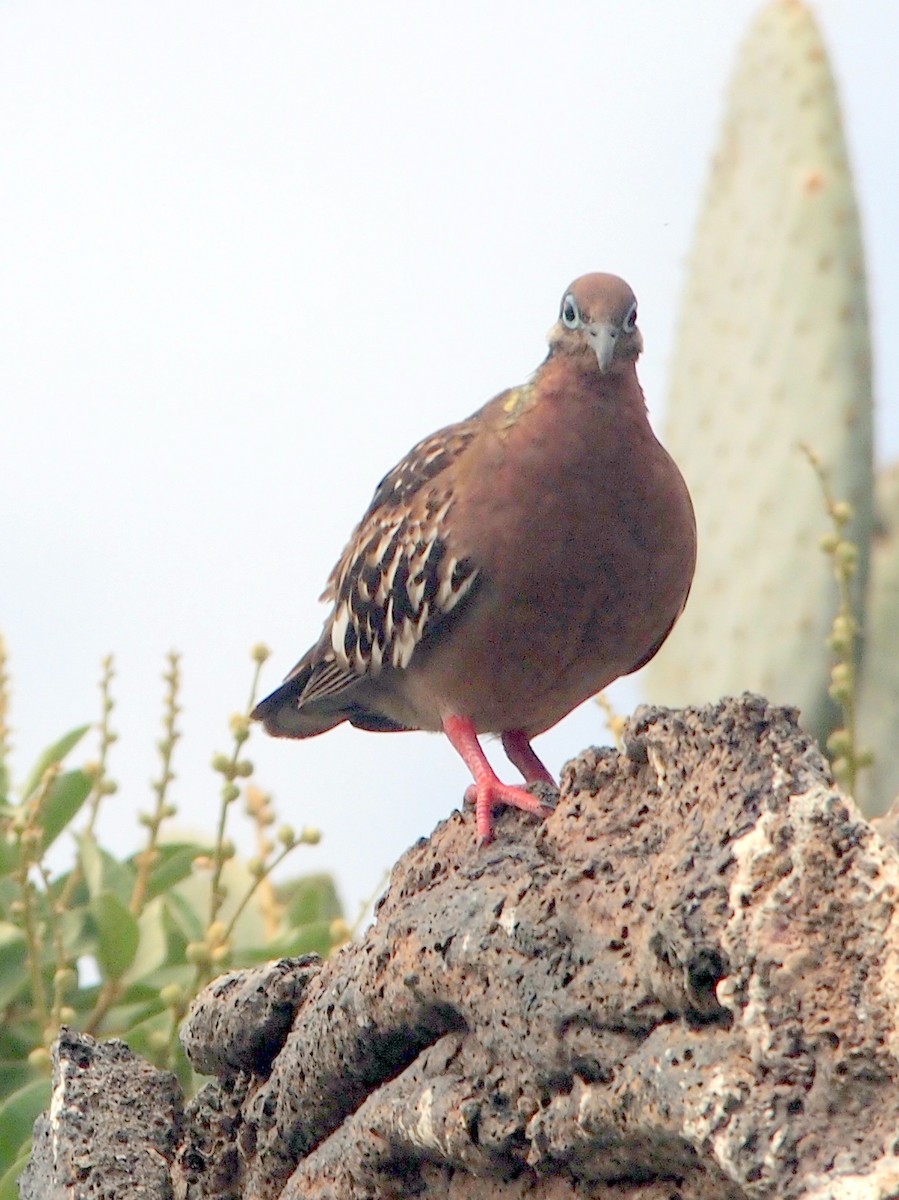 Galapagos Dove - ML644834996