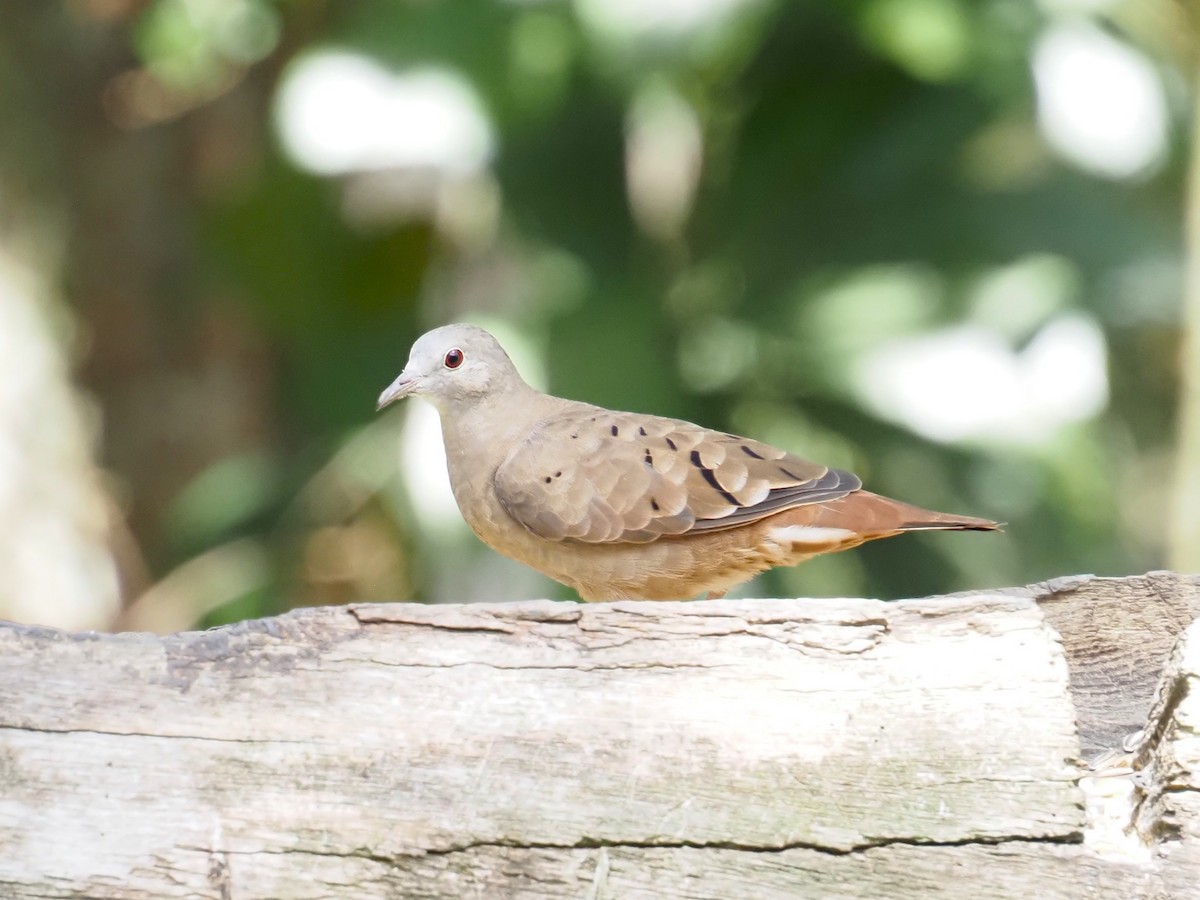 Ruddy Ground Dove - ML644834997