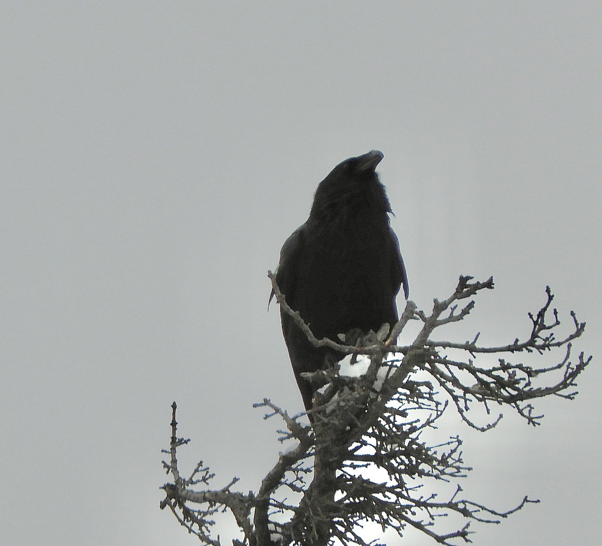 Common Raven - ML644835004