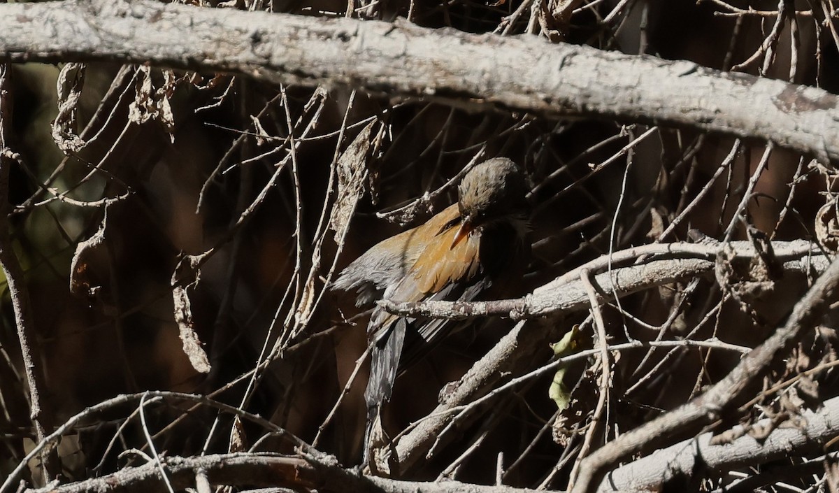 Merle à dos roux - ML644835052