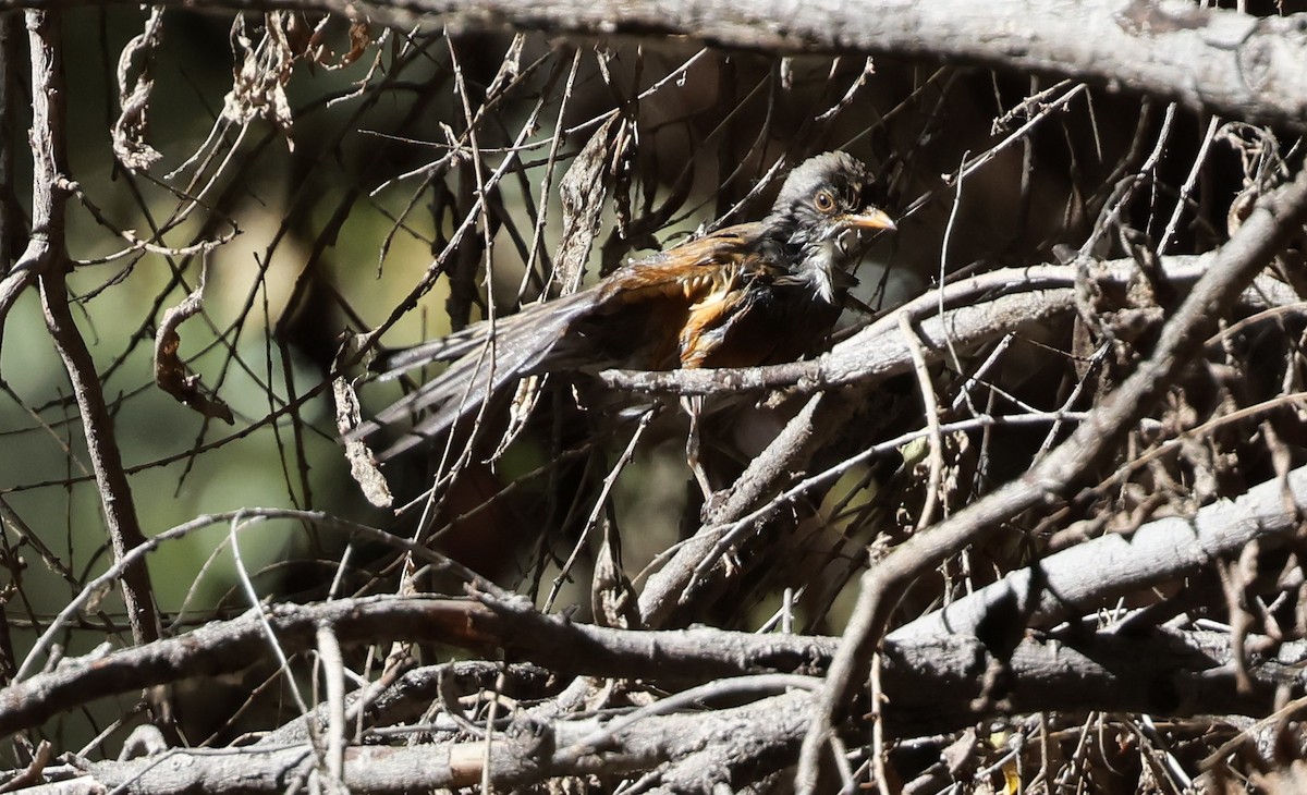 Merle à dos roux - ML644835053