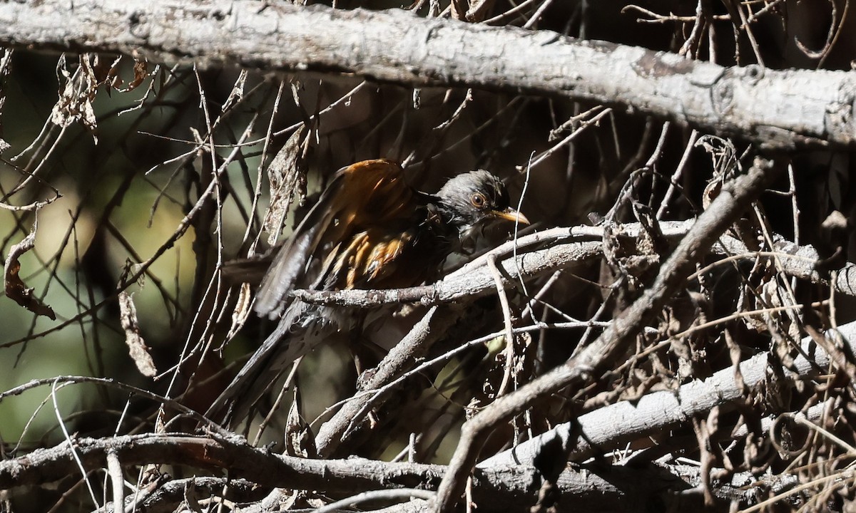 Merle à dos roux - ML644835054