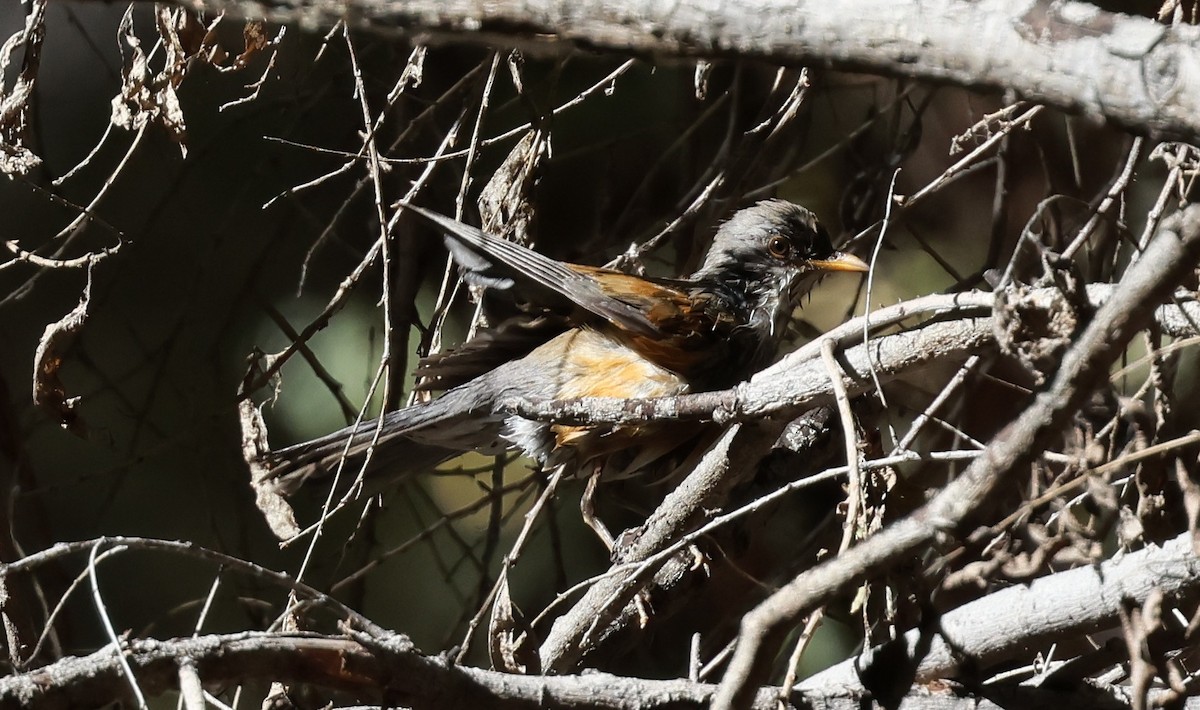 Merle à dos roux - ML644835055