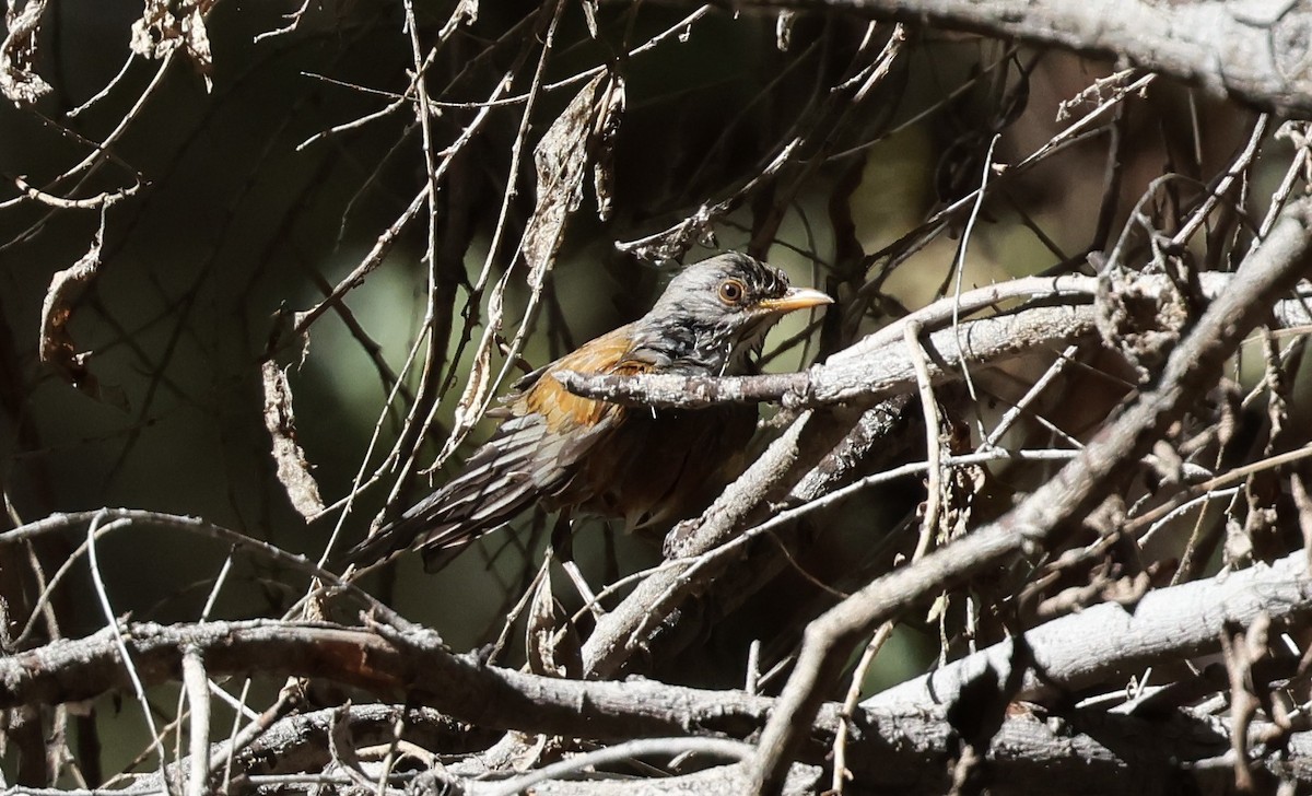 Merle à dos roux - ML644835056