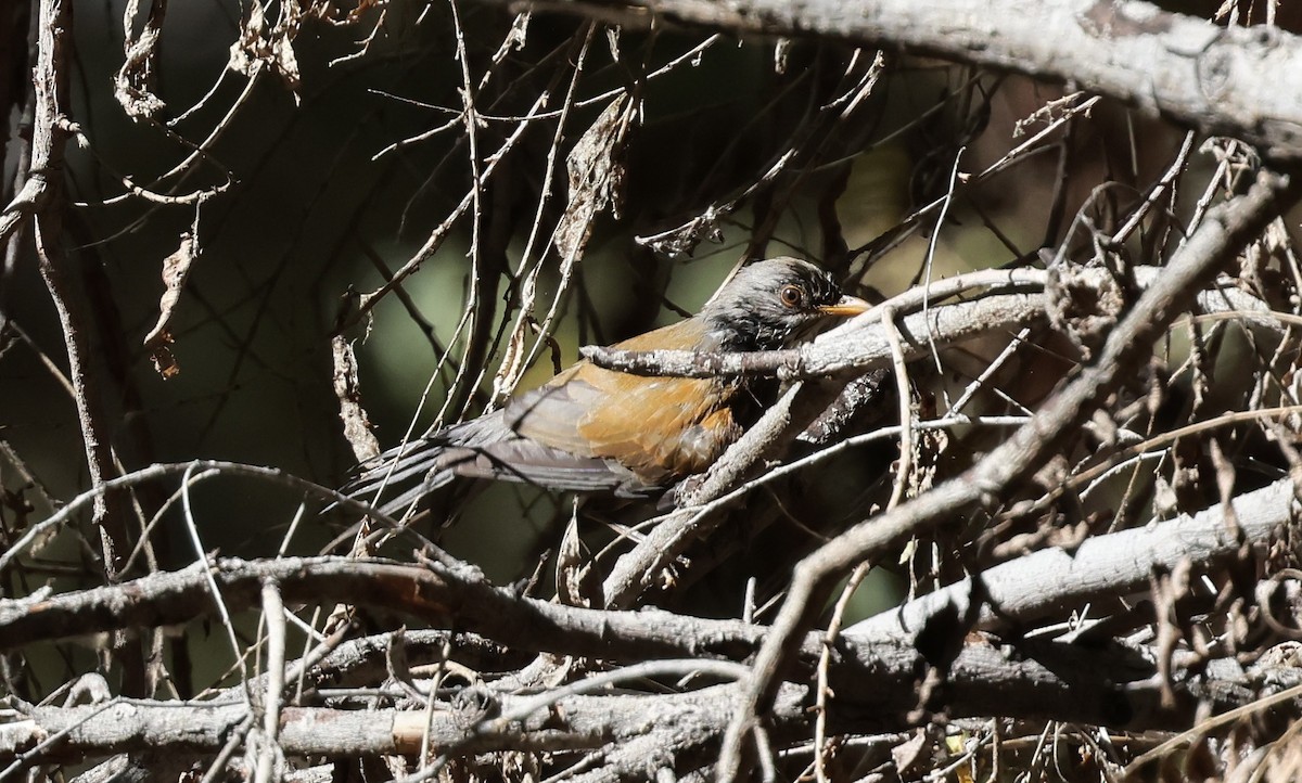 Merle à dos roux - ML644835057