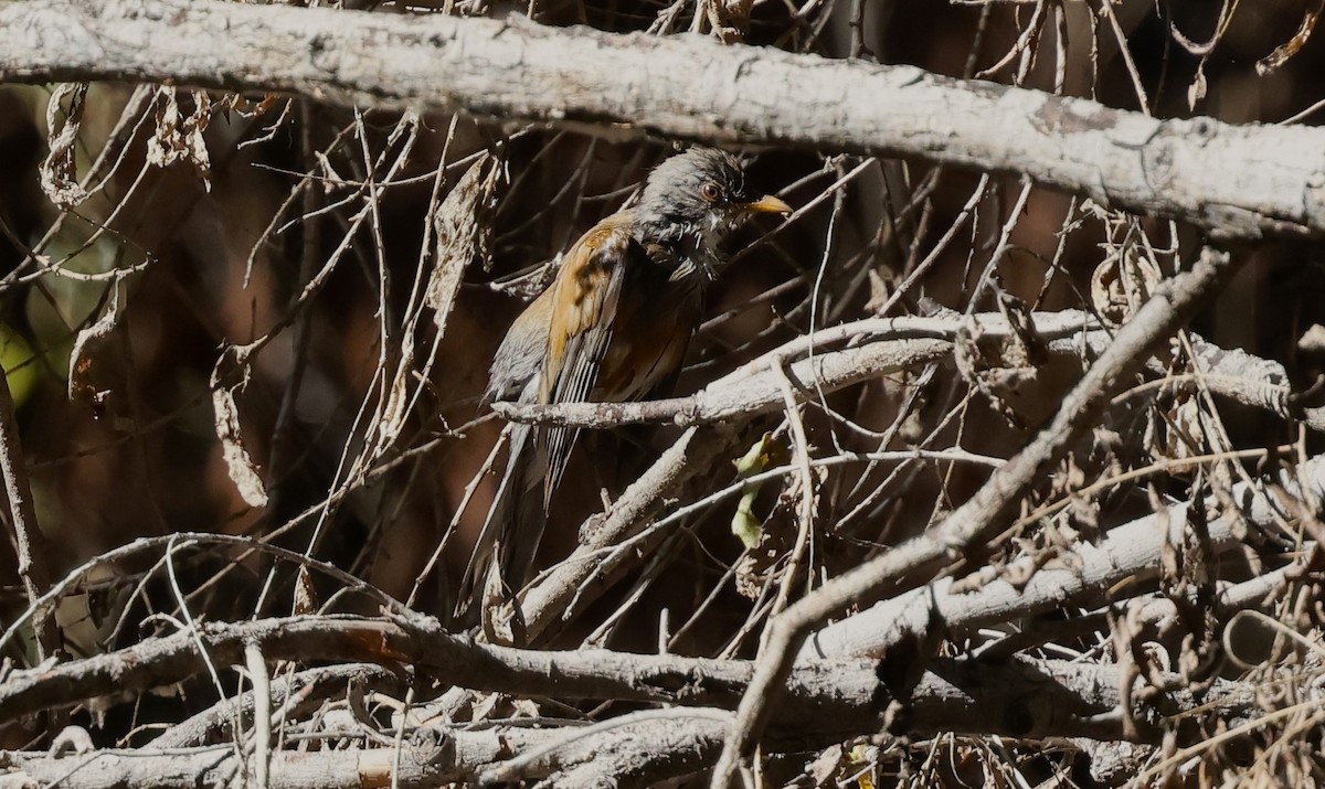 Merle à dos roux - ML644835058