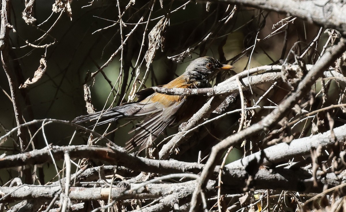 Merle à dos roux - ML644835059