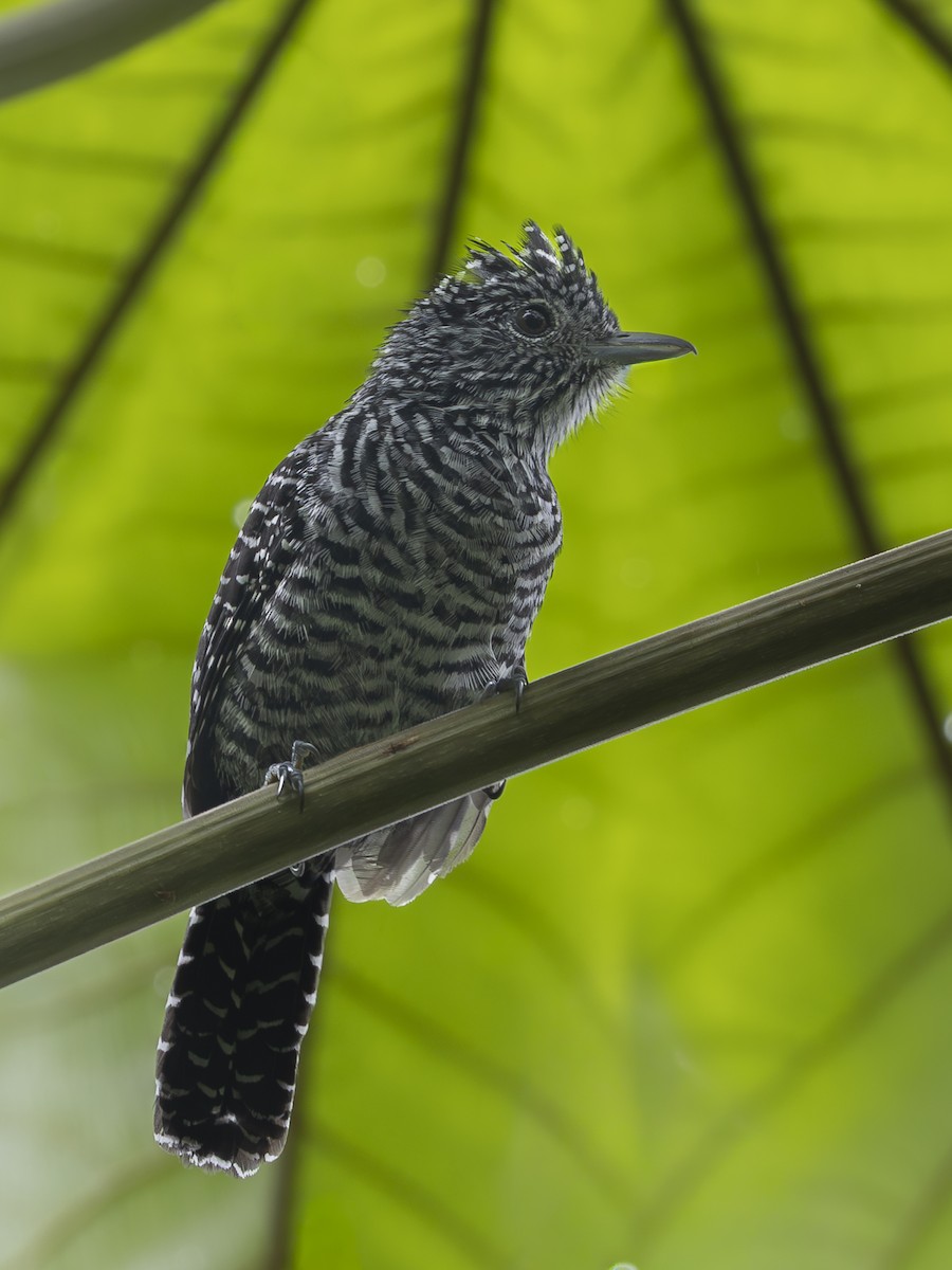 Barred Antshrike - ML644835061