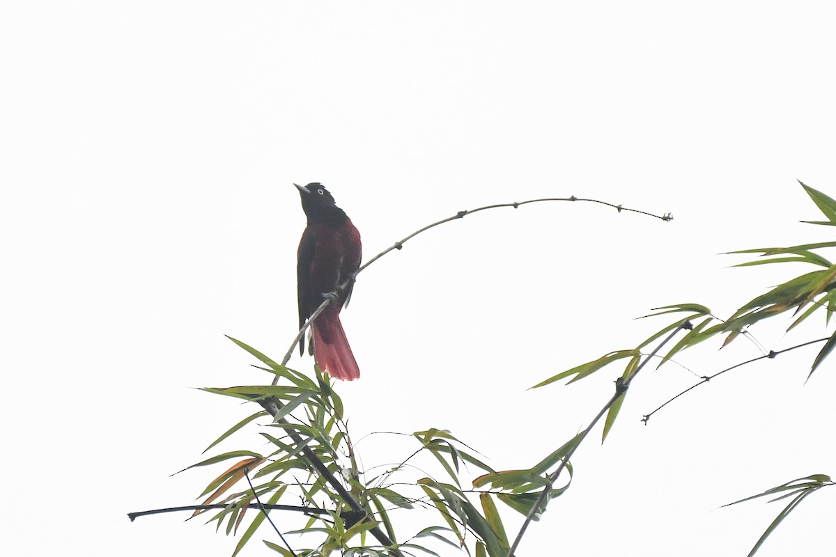 Maroon Oriole (Crimson) - ML644835063