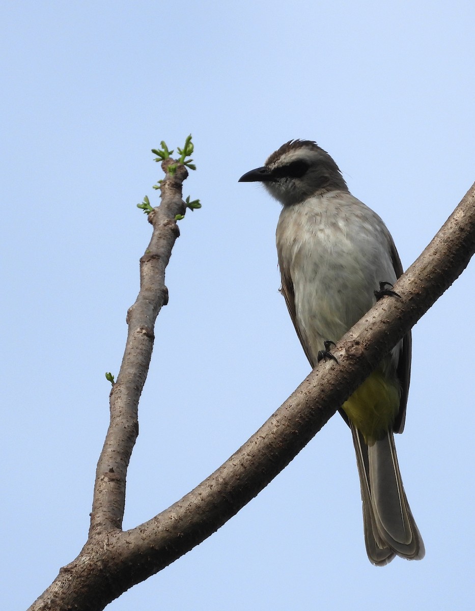 Yellow-vented Bulbul - ML644835074