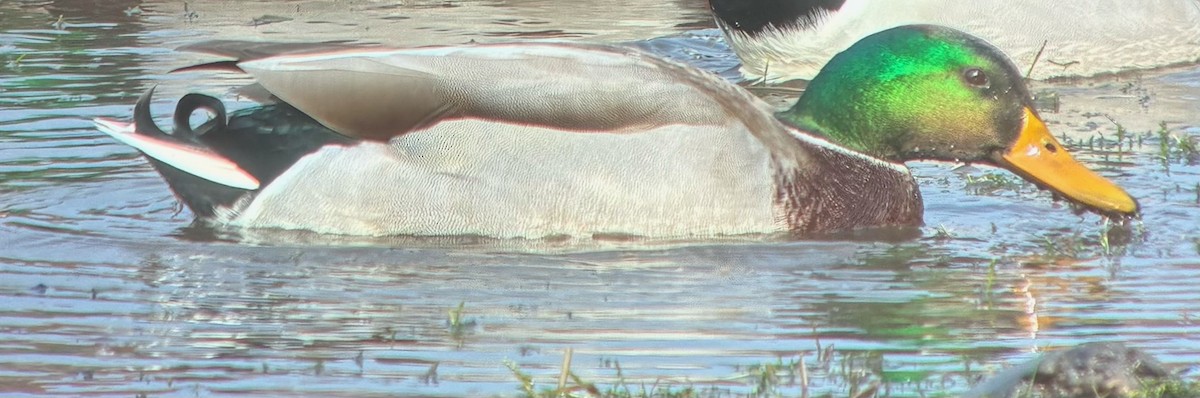 綠頭鴨 - ML644835088