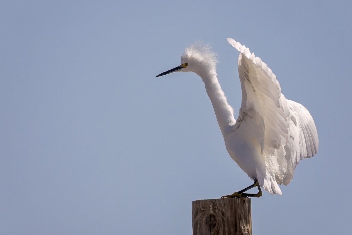 Aigrette neigeuse - ML644835095