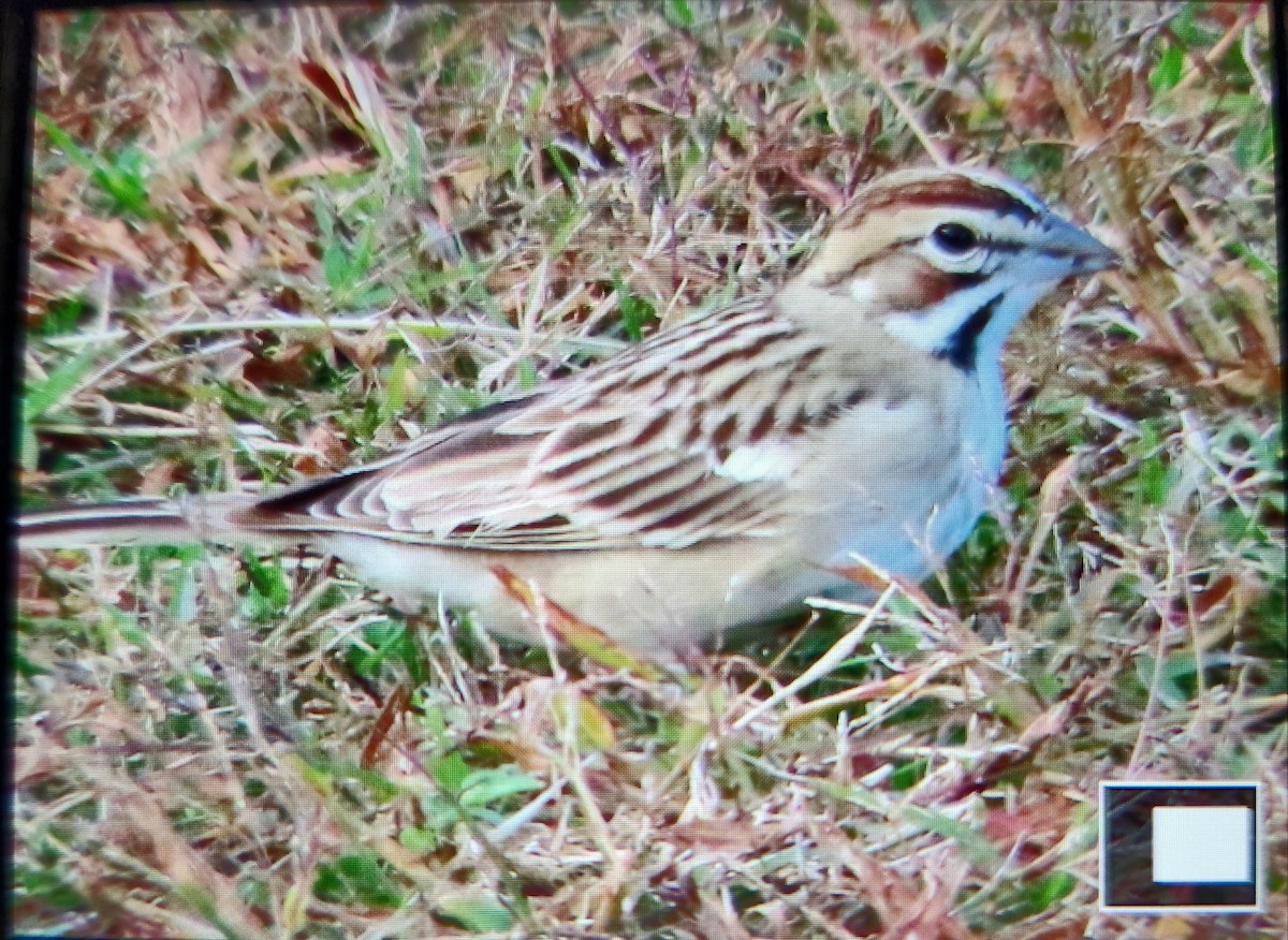 Lark Sparrow - ML644835119
