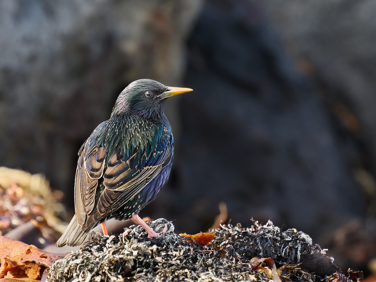 זרזיר מצוי - ML644835133
