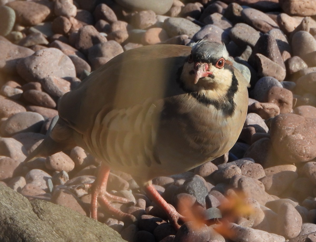 Chukar - ML644835141