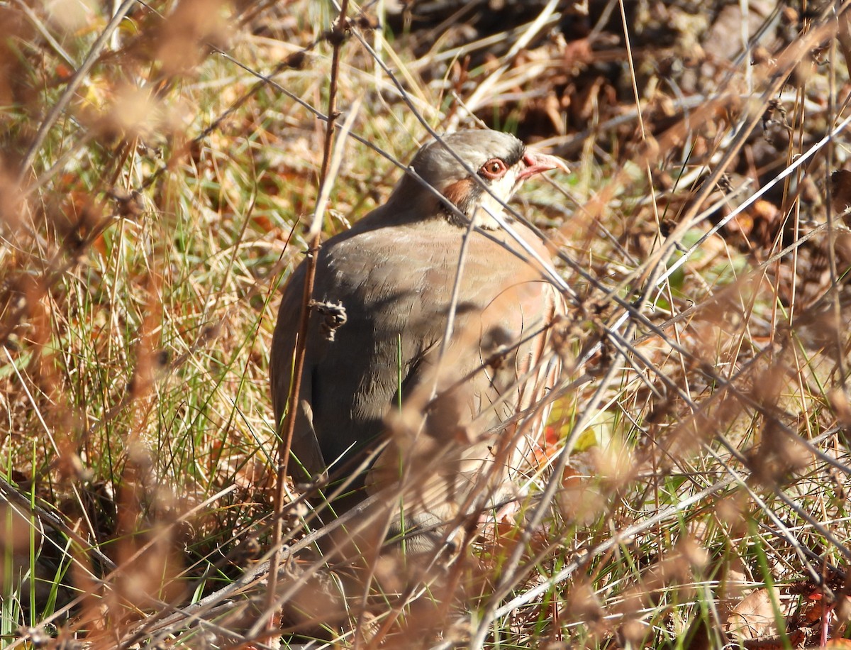 Chukar - ML644835142