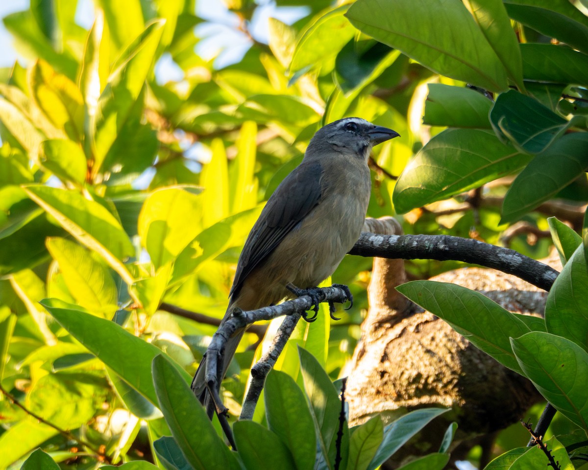 Cinnamon-bellied Saltator - ML644835144