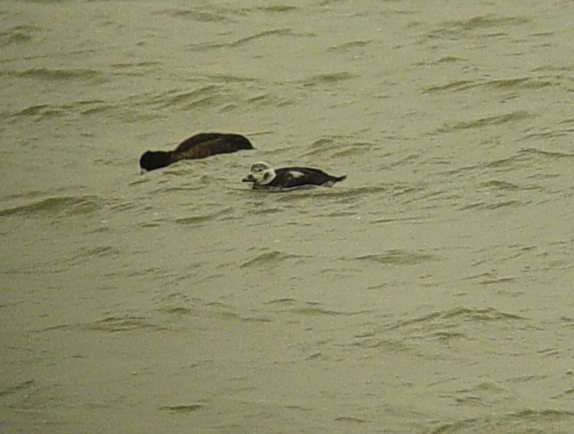 Long-tailed Duck - ML644835153