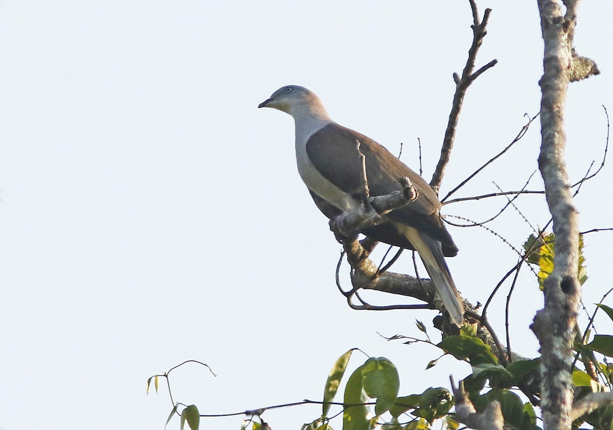 Горный плодовый голубь - ML644835157