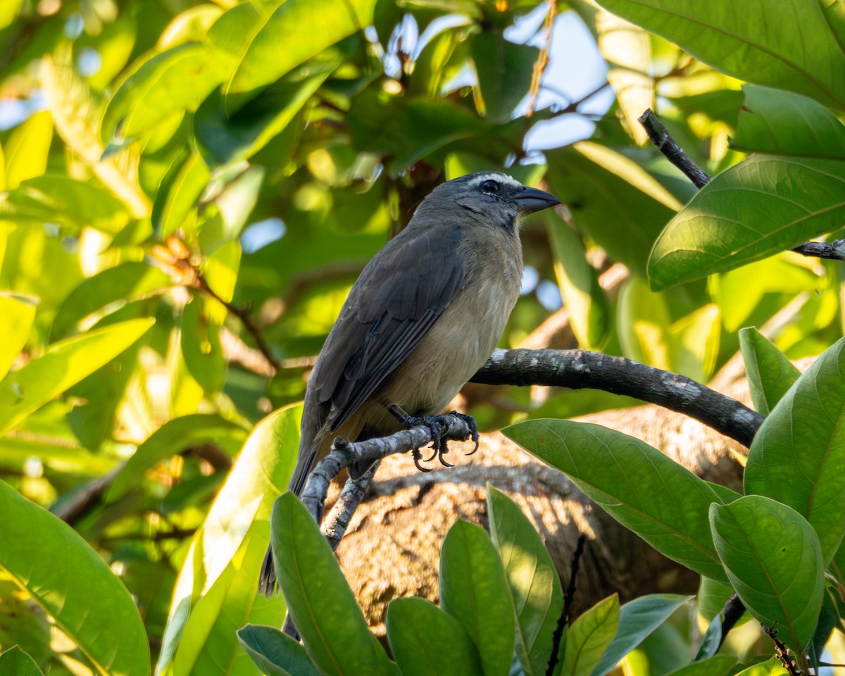 Cinnamon-bellied Saltator - ML644835158