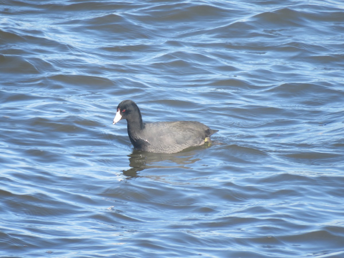 American Coot - ML644835165