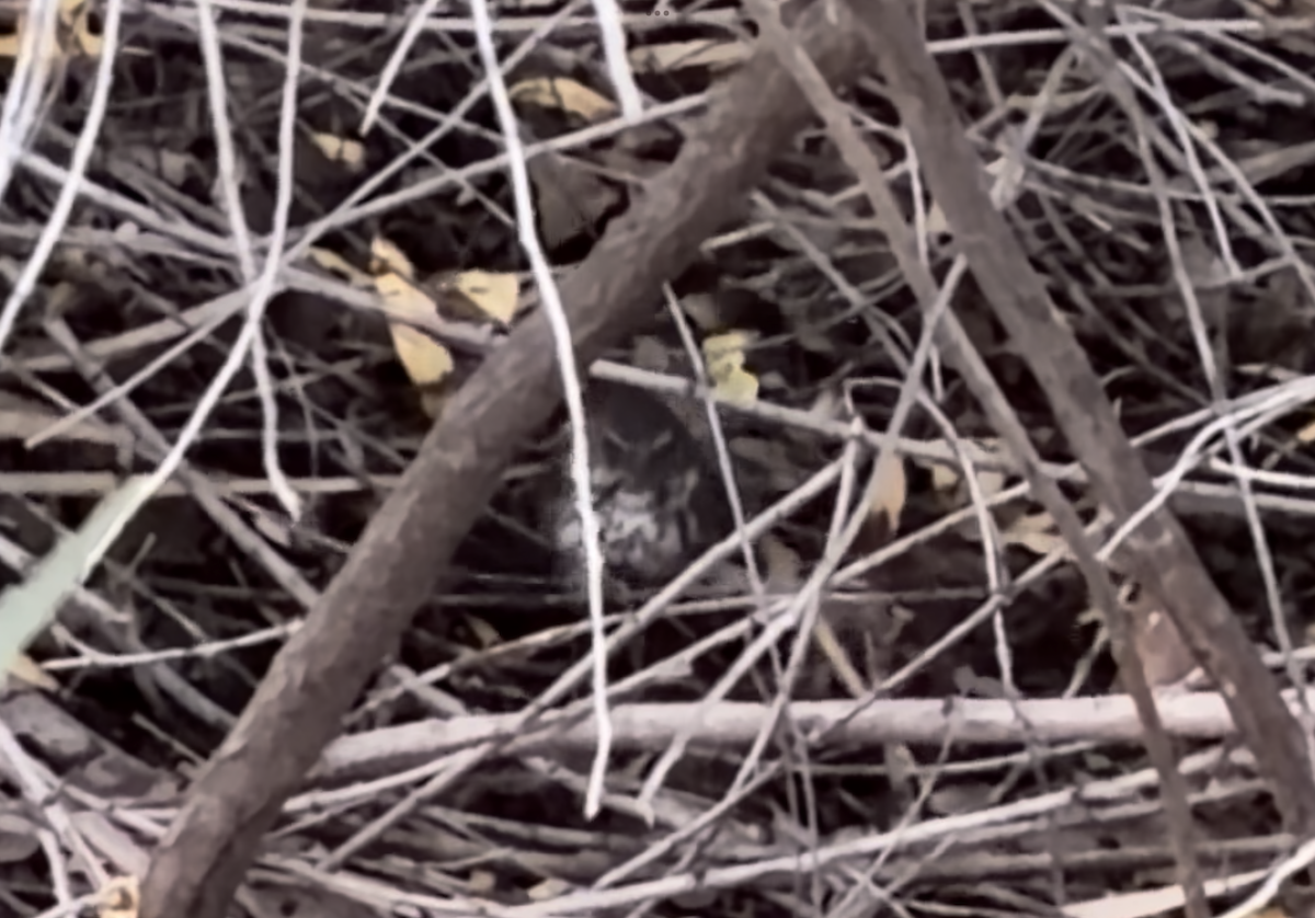 Fox Sparrow - ML644835197