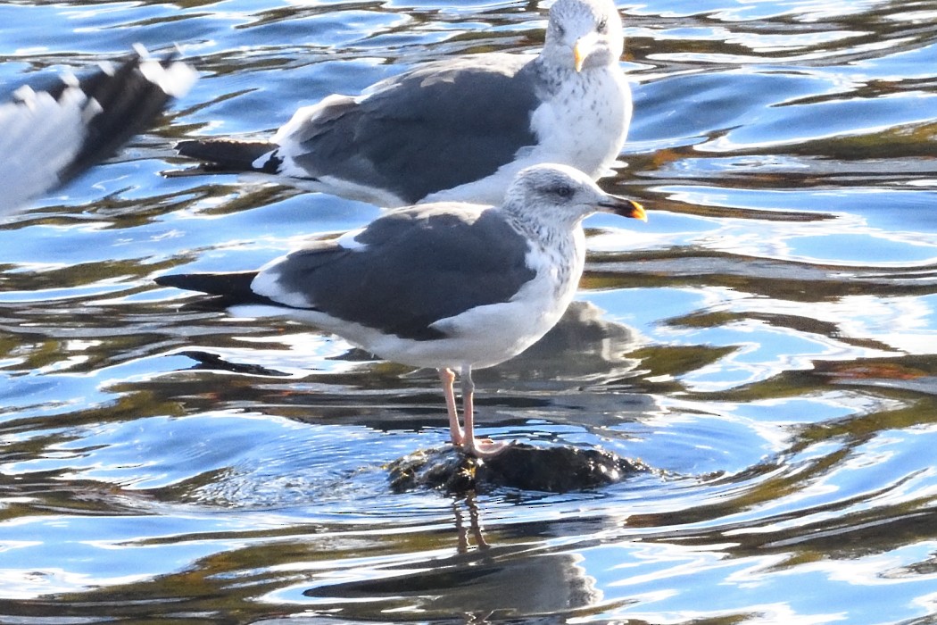 Lesser Black-backed Gull - ML644835211