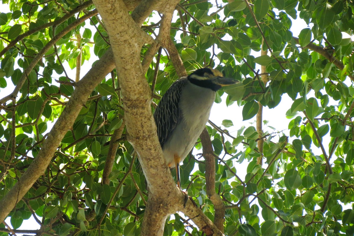 kvakoš žlutočelý - ML644835212