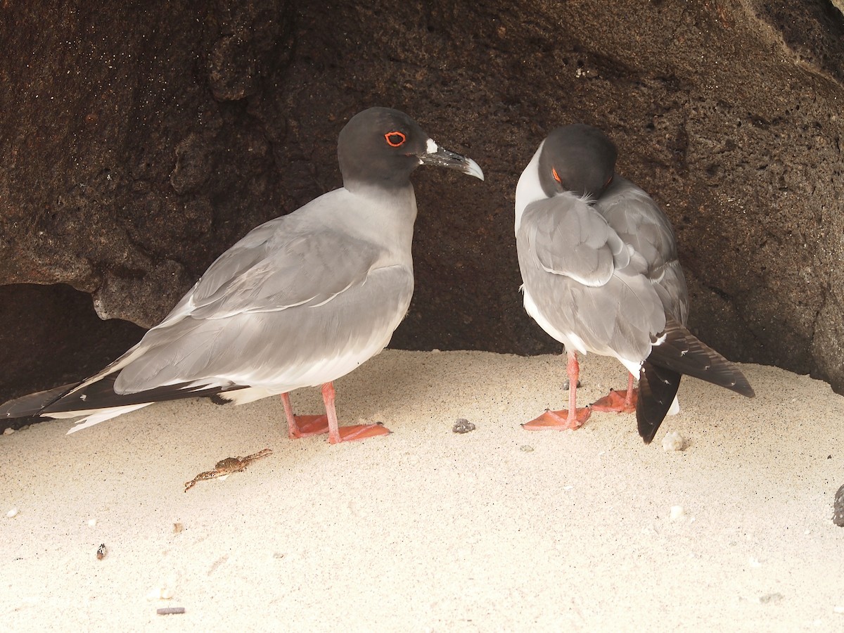 Swallow-tailed Gull - ML644835217