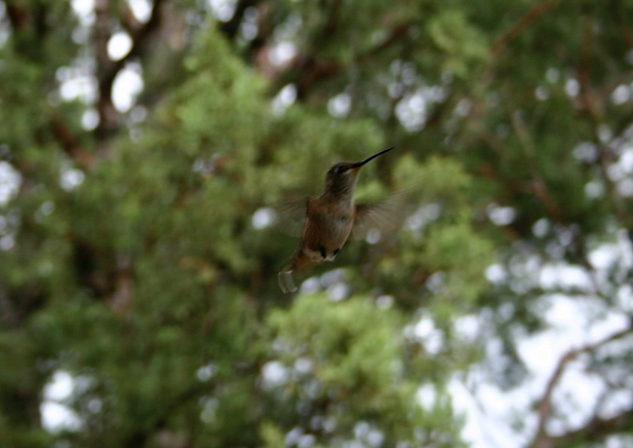 Rufous Hummingbird - ML644835218