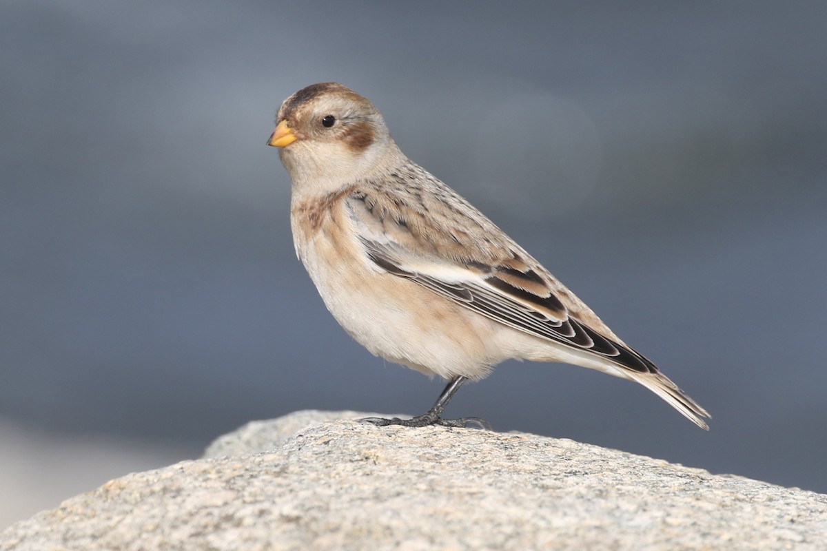Snow Bunting - ML644835226