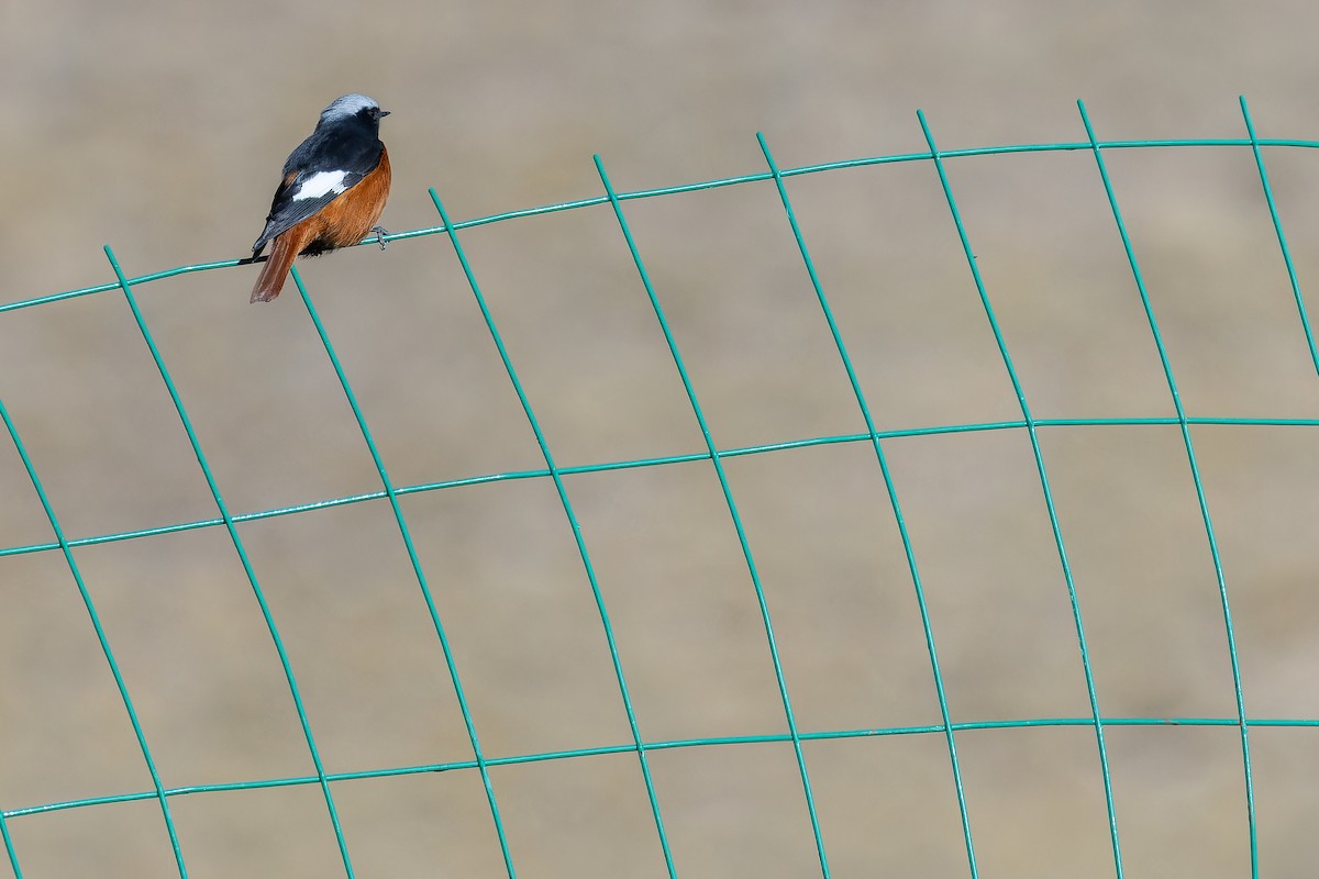 White-winged Redstart - ML644835238