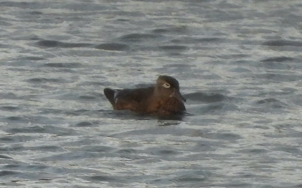 kachnička karolínská - ML644835276