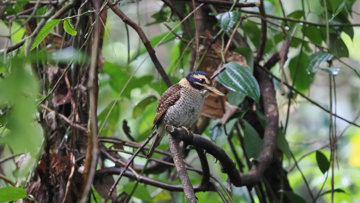 ledňáček královský (ssp. princeps/erythrorhamphus) - ML644835300