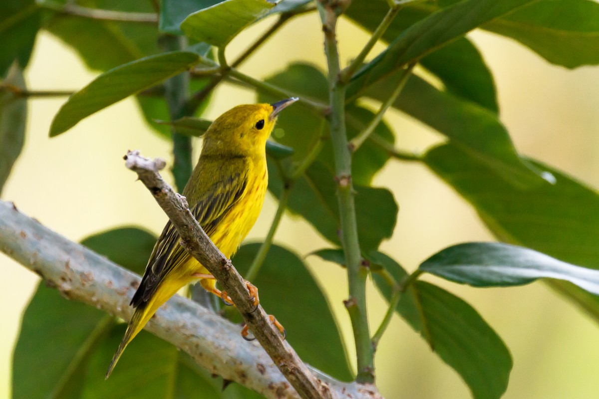 Northern/Mangrove Yellow Warbler - ML644835334