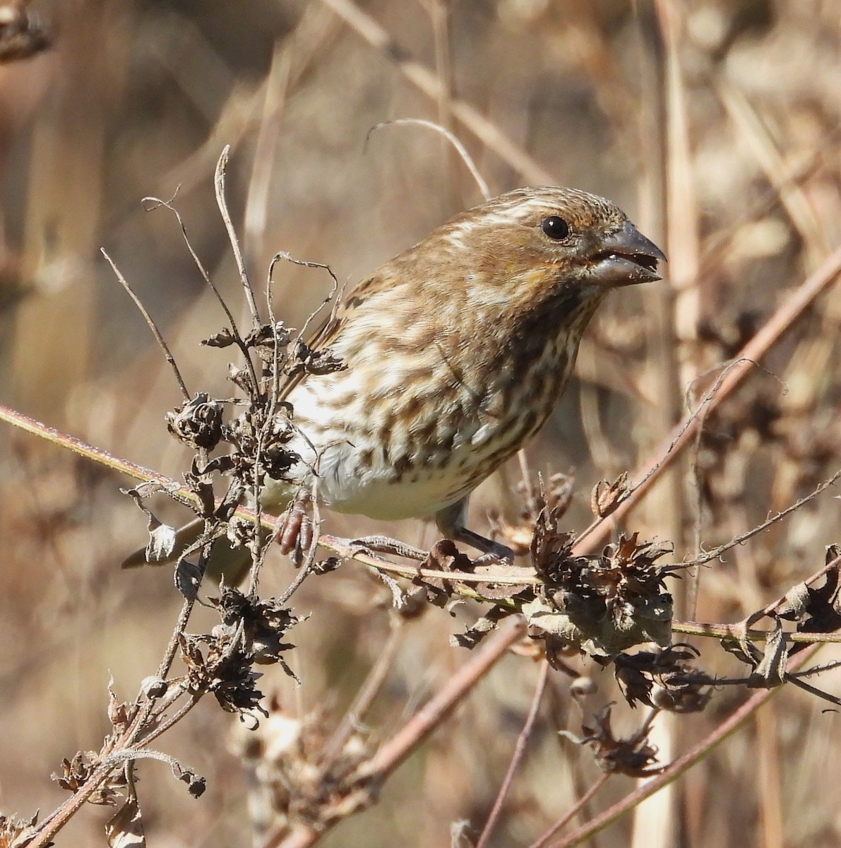 Чечевиця кармінова - ML644835341