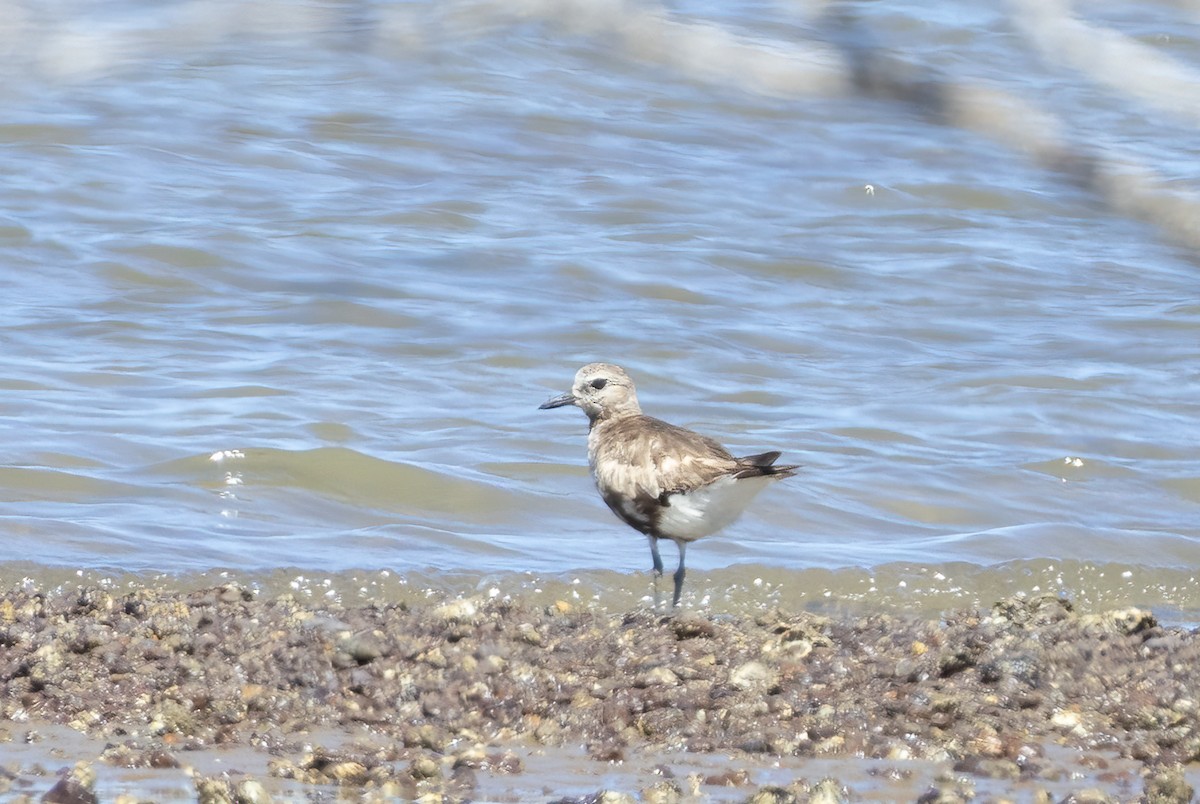 Black-bellied Plover - ML644835352
