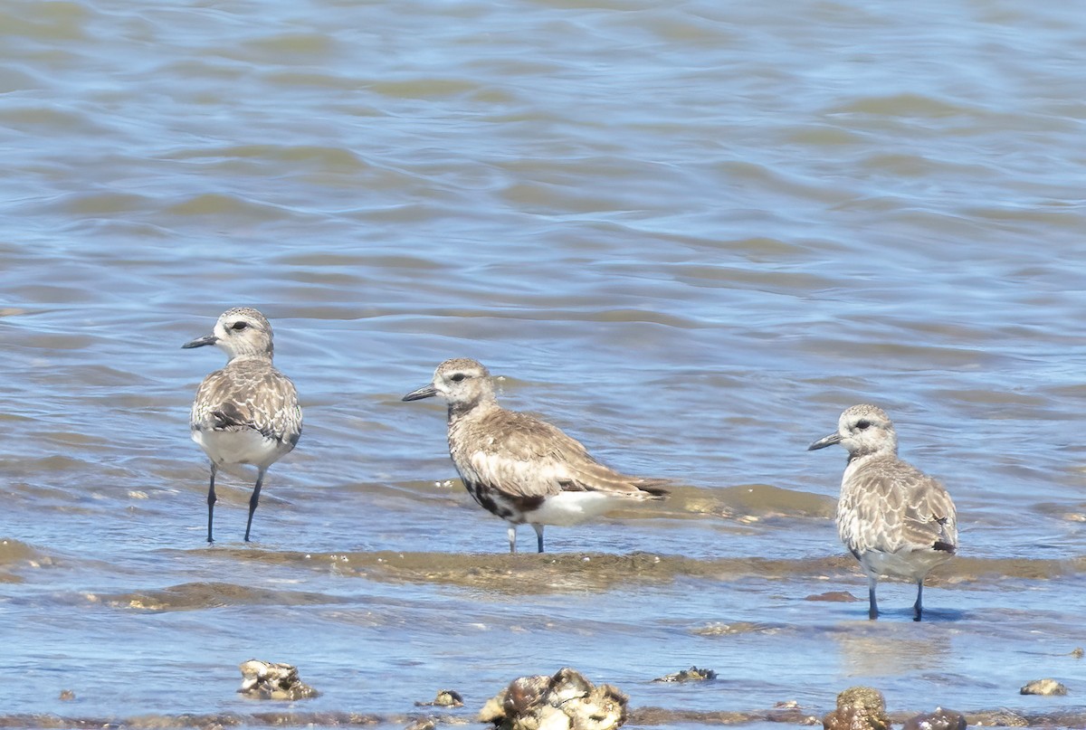 Black-bellied Plover - ML644835353