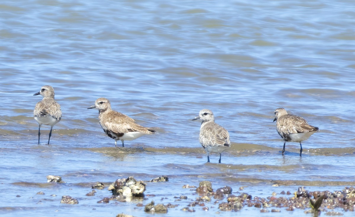Black-bellied Plover - ML644835355
