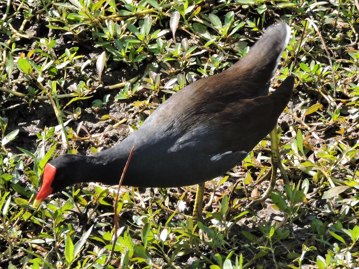 Common Gallinule - ML644835383