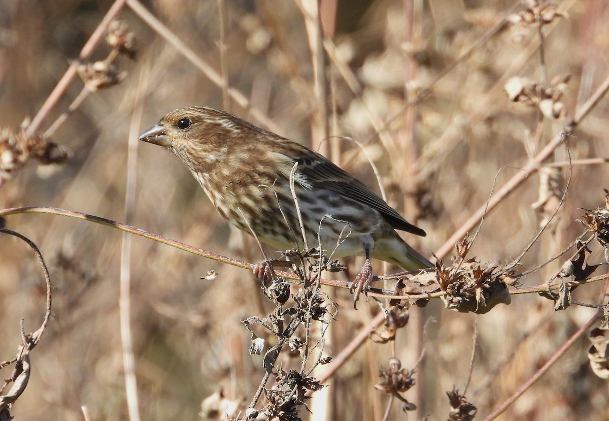 Чечевиця кармінова - ML644835386