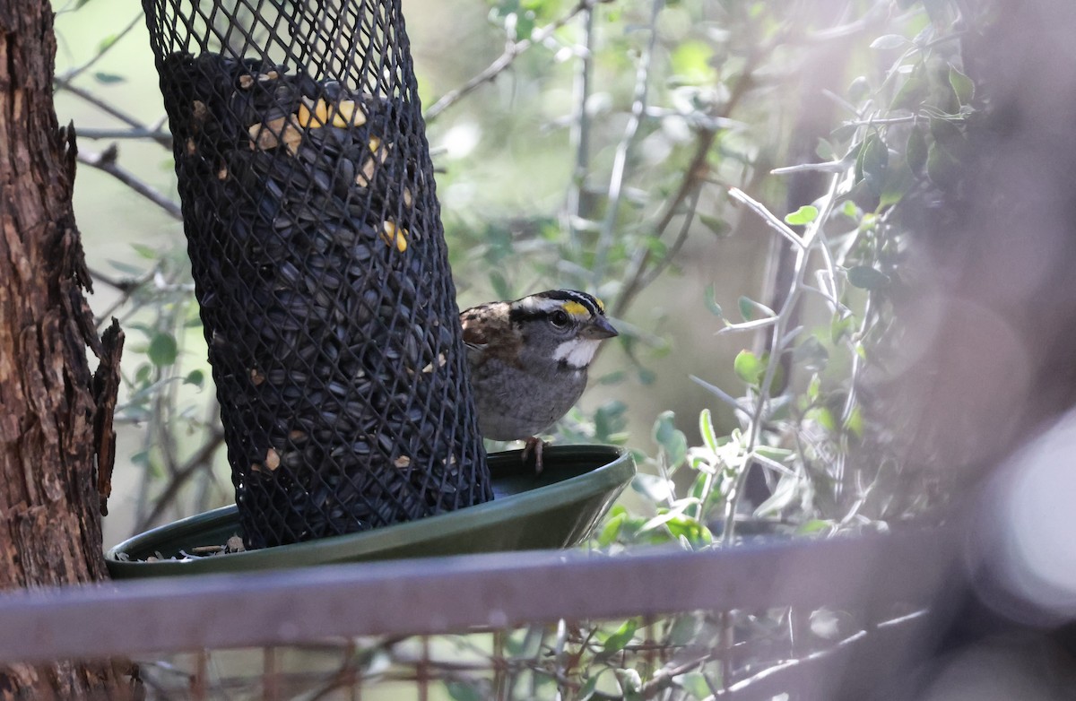 White-throated Sparrow - ML644835409